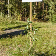 Giftiga bär (Tibast)